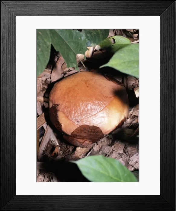 Framed Print : Rafflesia - Flower prior to petals opening Framed Print : Rafflesia - Flower prior to petals opening