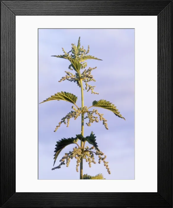 Framed Print : Stinging Nettle Plant Framed Print : Stinging Nettle Plant