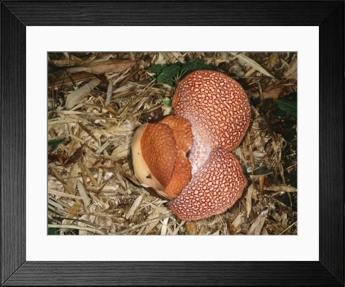 Framed Print : Rafflesia sp. MI 1583 ‘Petals opening © Masahiro Iijima / ARDEA LONDON Framed Print : Rafflesia sp. MI 1583 ‘Petals opening © Masahiro Iijima / ARDEA LONDON
