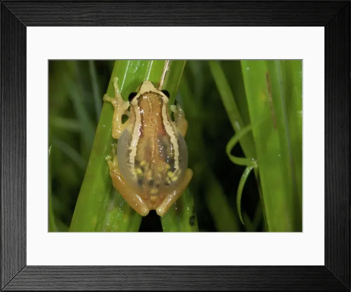 Framed Print : Afrixalus enseticola Framed Print : Afrixalus enseticola