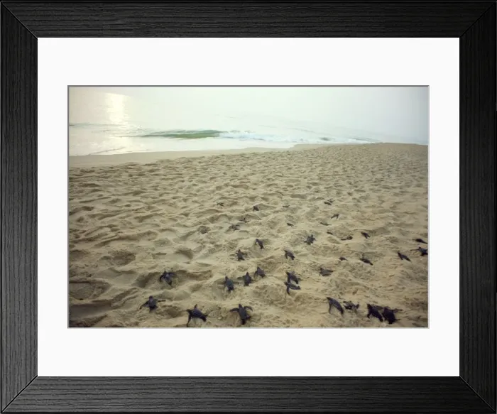 Framed Print : Leathery Turtle - young heading to sea