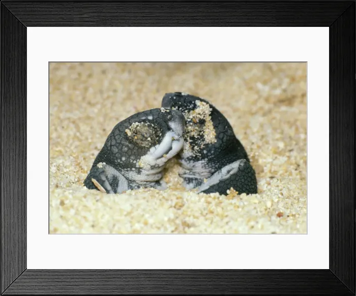 Framed Print : Leathery Turtle - newborn Framed Print : Leathery Turtle - newborn