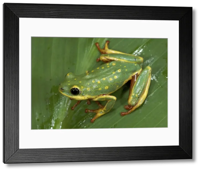 Framed Print : Hyperolius viridiflavus Framed Print : Hyperolius viridiflavus