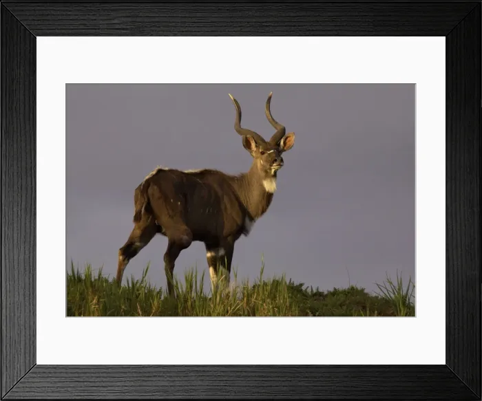 Framed Print : Tragelaphus buxtoni Framed Print : Tragelaphus buxtoni