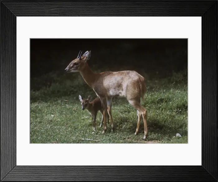 Framed Print : Four-horned Antelope / Chousingha - buck and young Framed Print : Four-horned Antelope / Chousingha - buck and young