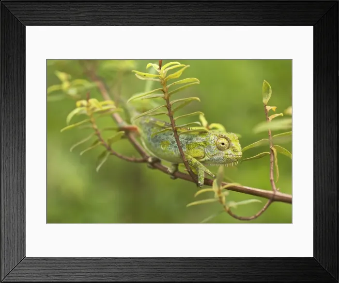 Framed Print : Chamaeleo harennae Framed Print : Chamaeleo harennae