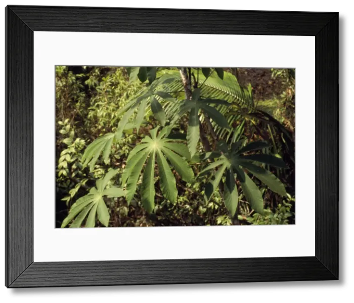 Framed Print : Cecropia Tree Amazonia, Brazil Framed Print : Cecropia Tree Amazonia, Brazil