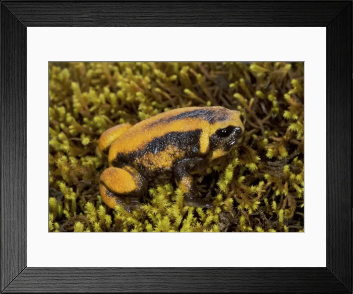 Framed Print : Balebreviceps hillmani