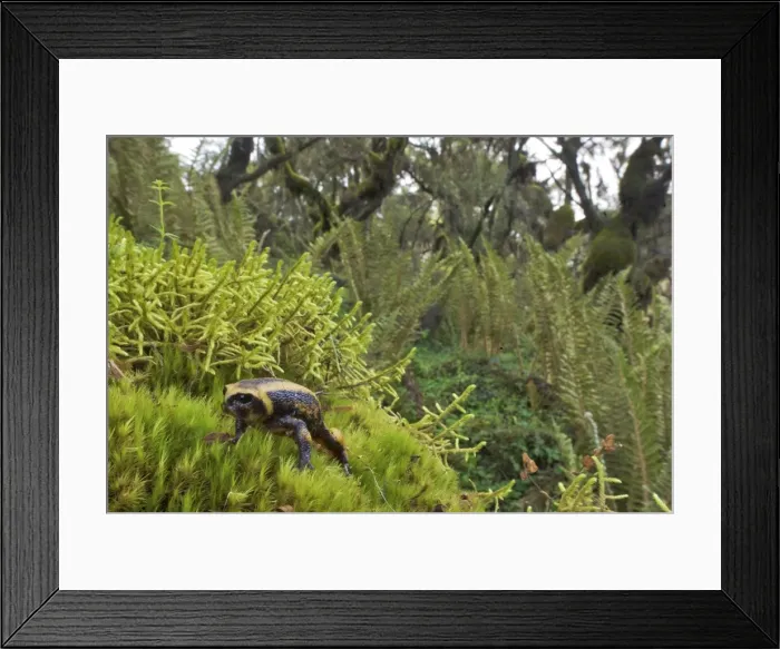 Framed Print : Balebreviceps hillmani Framed Print : Balebreviceps hillmani