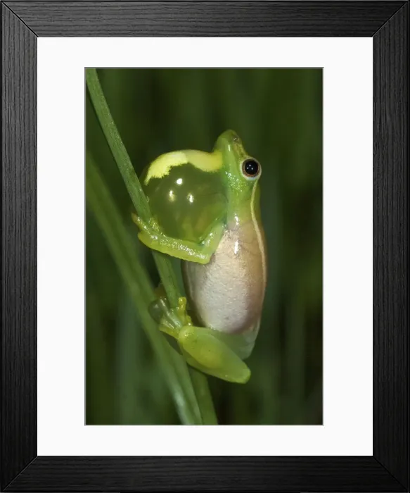 Framed Print : Hyperolius nasutus Framed Print : Hyperolius nasutus