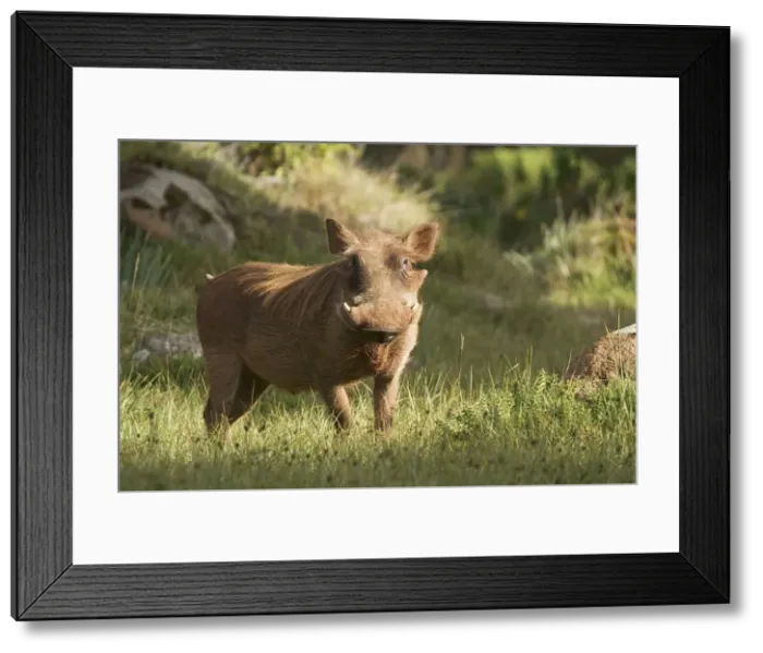 Framed Print : Phacochoerus aethiopicus