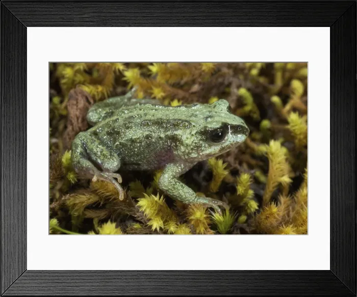 Framed Print : Altiphrynoides malcolmi Framed Print : Altiphrynoides malcolmi