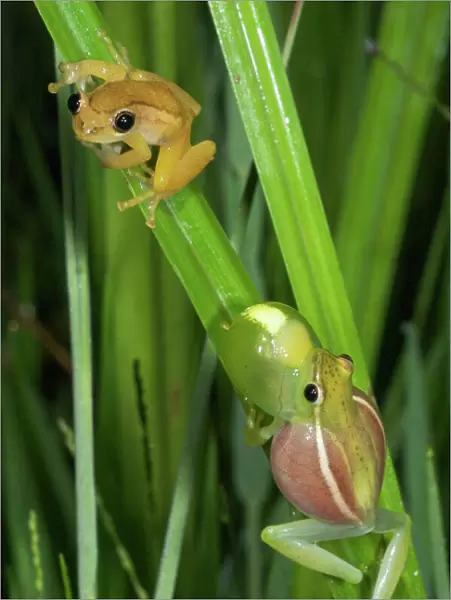 Sharp-nosed Reed Frog calling and Ethiopian Banana Frog (Afrixalus enseticola) - interaction between different species - Ethiopia - Africa