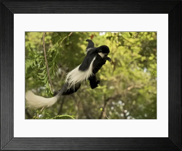 Framed Print : Colobus guereza Framed Print : Colobus guereza