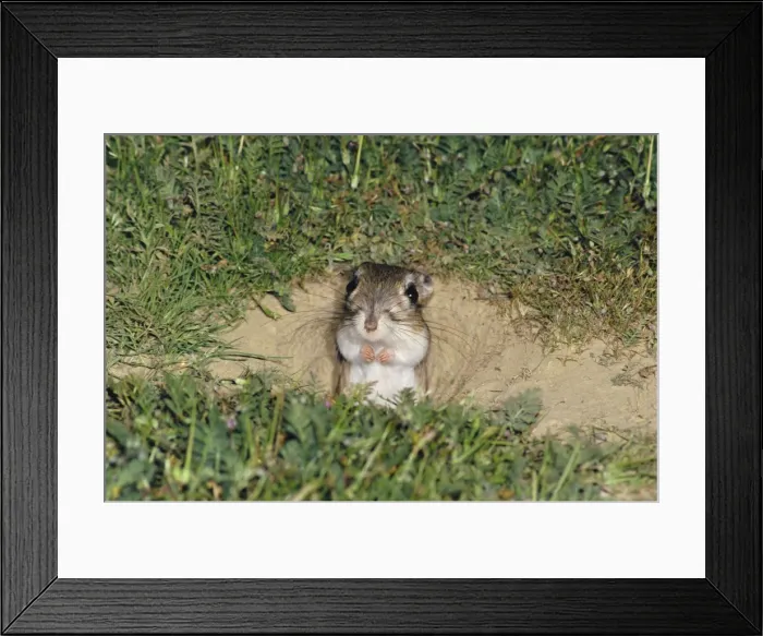 Framed Print : Giant Kangaroo Rat Framed Print : Giant Kangaroo Rat
