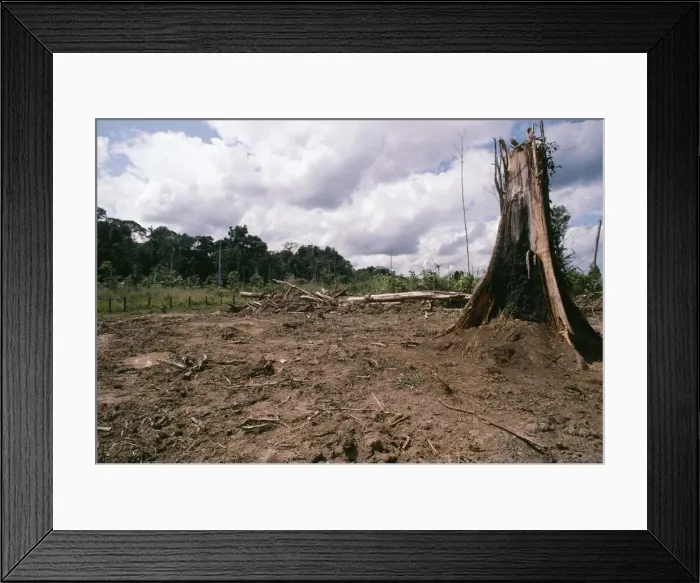 Framed Print : Deforestation Rainforest cleared for Cattle ranching in Rondonia State, Brazil, South America Framed Print : Deforestation Rainforest cleared for Cattle ranching in Rondonia State, Brazil, South America