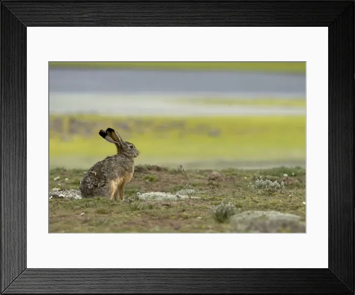 Framed Print : Lepus starcki Framed Print : Lepus starcki