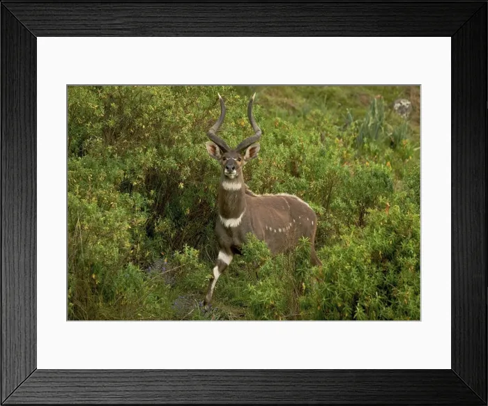 Framed Print : Tragelaphus buxtoni Framed Print : Tragelaphus buxtoni