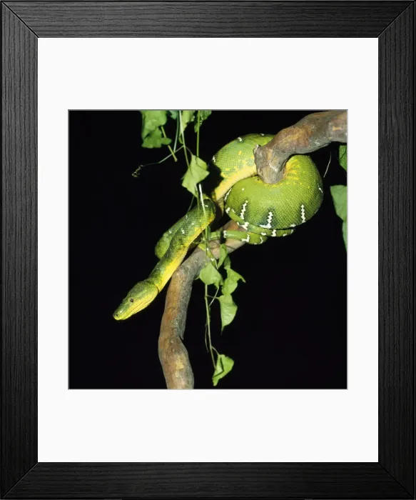 Framed Print : Emerald Tree Boa Guyana, South America Framed Print : Emerald Tree Boa Guyana, South America