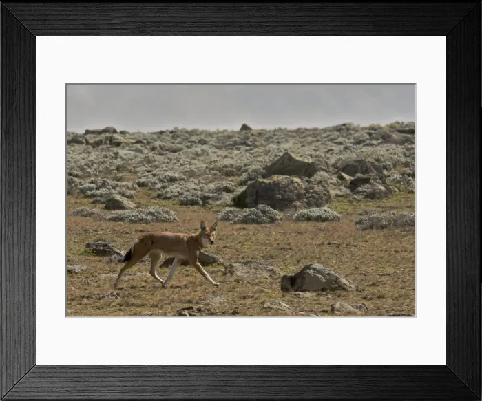 Framed Print : Canis simensis Framed Print : Canis simensis