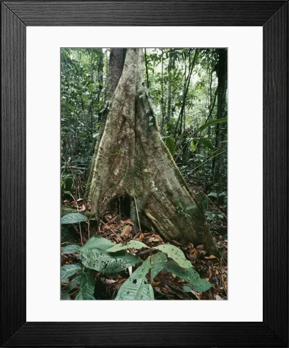 Framed Print : Rainforest - Butress rooted tree Fam: Aelaeocarpaceae Amazonia, Brazil, South America Framed Print : Rainforest - Butress rooted tree Fam: Aelaeocarpaceae Amazonia, Brazil, South America