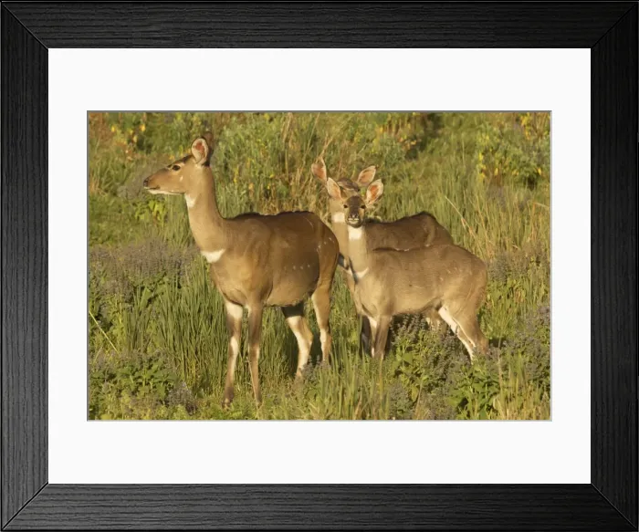 Framed Print : Tragelaphus buxtoni Framed Print : Tragelaphus buxtoni