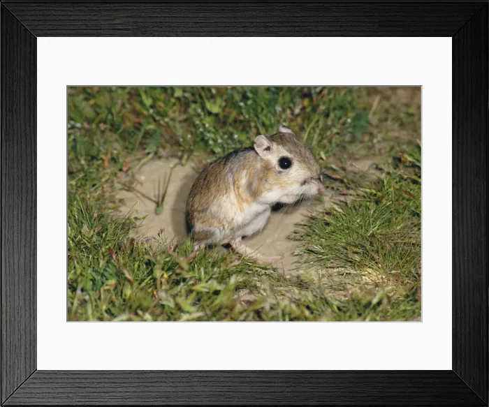 Framed Print : Giant Kangaroo Rat Framed Print : Giant Kangaroo Rat