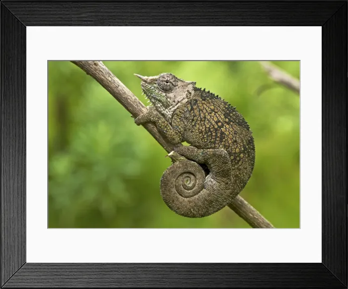 Framed Print : Chamaeleo balebicornutus Framed Print : Chamaeleo balebicornutus