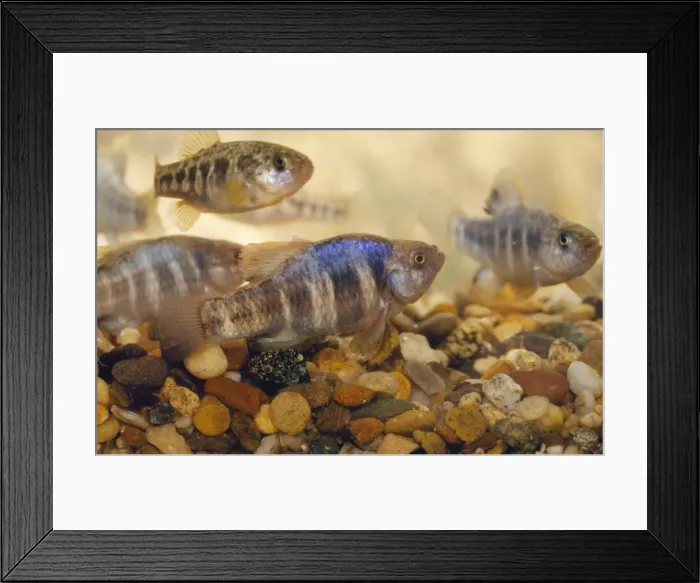 Framed Print : Owens Papfish - endangered North America Framed Print : Owens Papfish - endangered North America