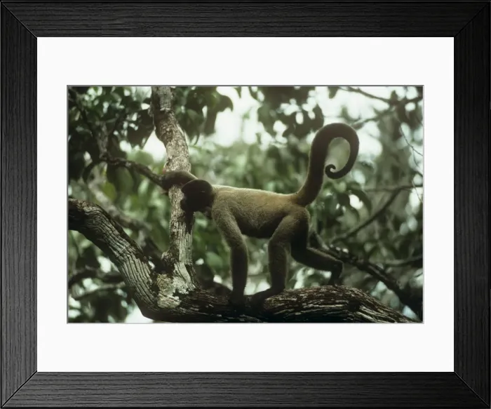 Framed Print : Common Woolly Monkey - side view in canopy - North West Amazon Brazil Framed Print : Common Woolly Monkey - side view in canopy - North West Amazon Brazil