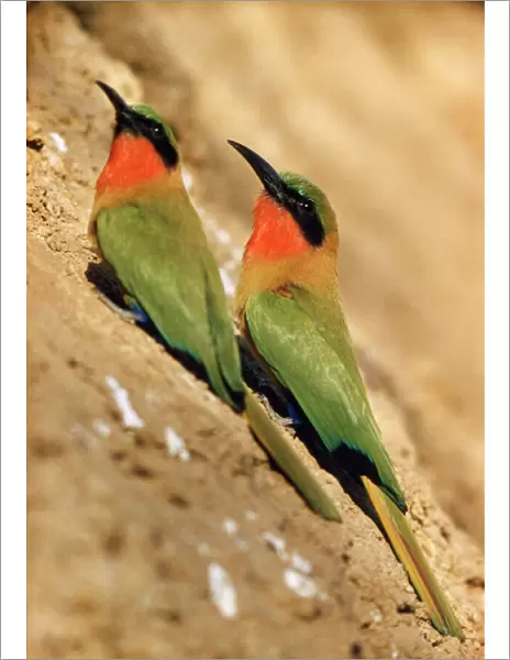 Red-throated Bee-eater - Nigeria Africa