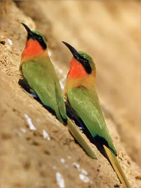 Red-throated Bee-eater - Nigeria Africa