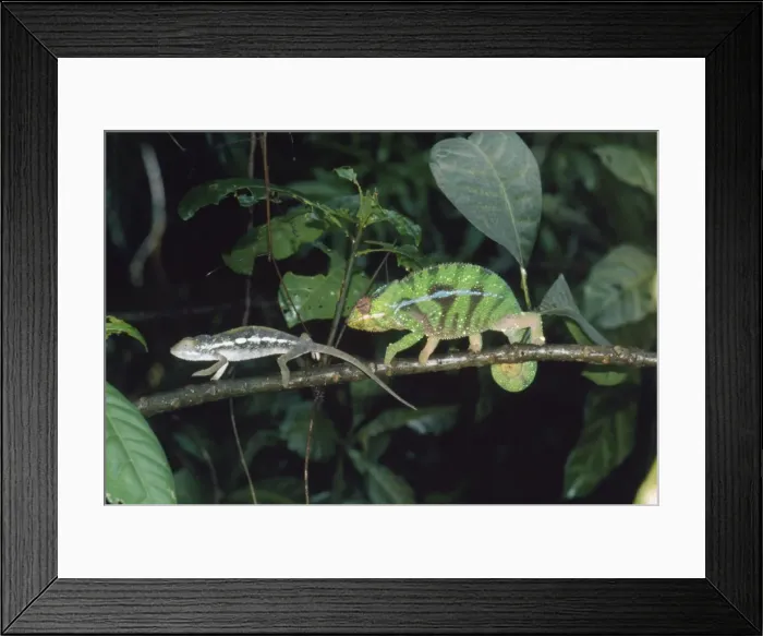 Framed Print : Panther / Leopard Chameleon - courting Ankaran Madagascar Framed Print : Panther / Leopard Chameleon - courting Ankaran Madagascar