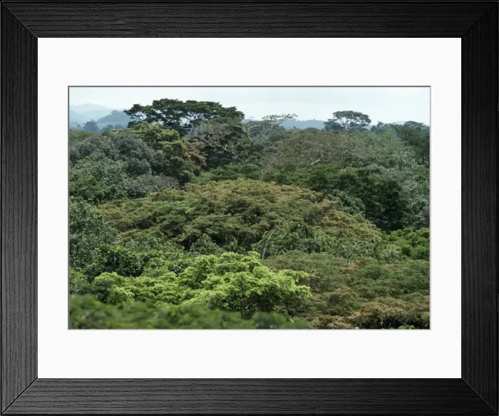 Framed Print : Rainforest - canopy of Gola. Sierra Leone, Africa Framed Print : Rainforest - canopy of Gola. Sierra Leone, Africa