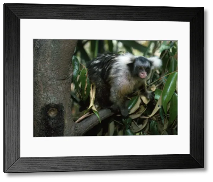 Framed Print : Black and White Tassel-ear Marmoset / Santarem Marmoset - next to a sap feeding hole in a tree - Amazonia - Brazil - South America Framed Print : Black and White Tassel-ear Marmoset / Santarem Marmoset - next to a sap feeding hole in a tree - Amazonia - Brazil - South America