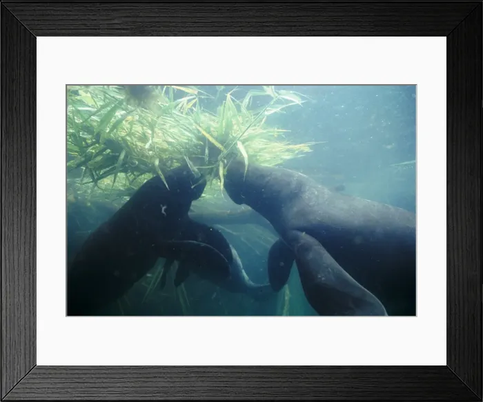 Framed Print : Amazonian Manatee - eating aquatic vegetation Framed Print : Amazonian Manatee - eating aquatic vegetation