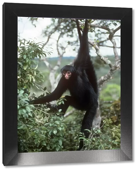 Black Spider Monkey - hanging from tree -Roraima, Brazil, South America