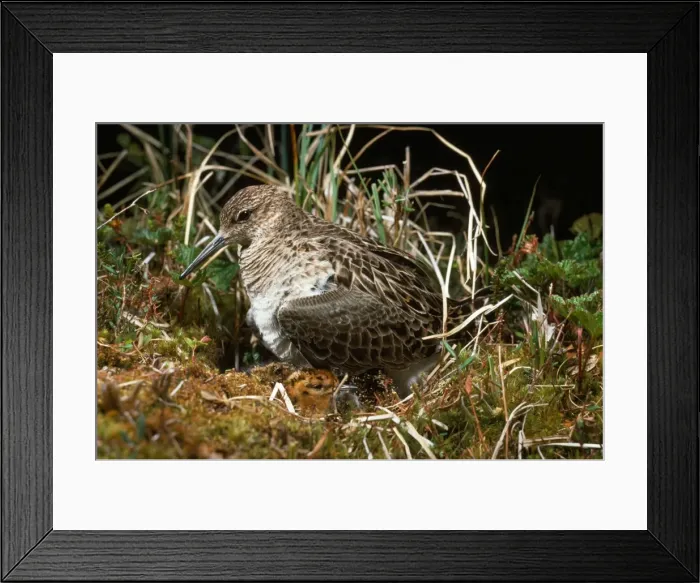 Framed Print : Ruff / Reeve - female at nest with chick Framed Print : Ruff / Reeve - female at nest with chick