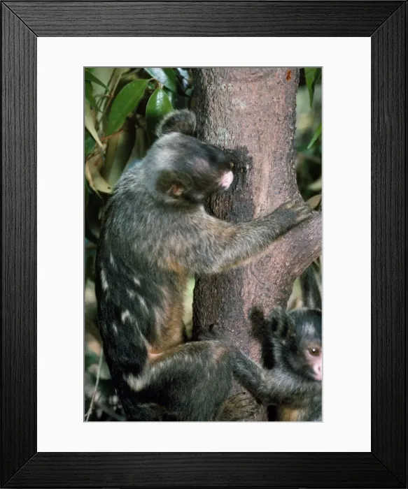 Framed Print : Maues Tassel Ear Marmoset - gouging tree trunk for gum in feeding tree - Amazonia, Brazil, South America Framed Print : Maues Tassel Ear Marmoset - gouging tree trunk for gum in feeding tree - Amazonia, Brazil, South America
