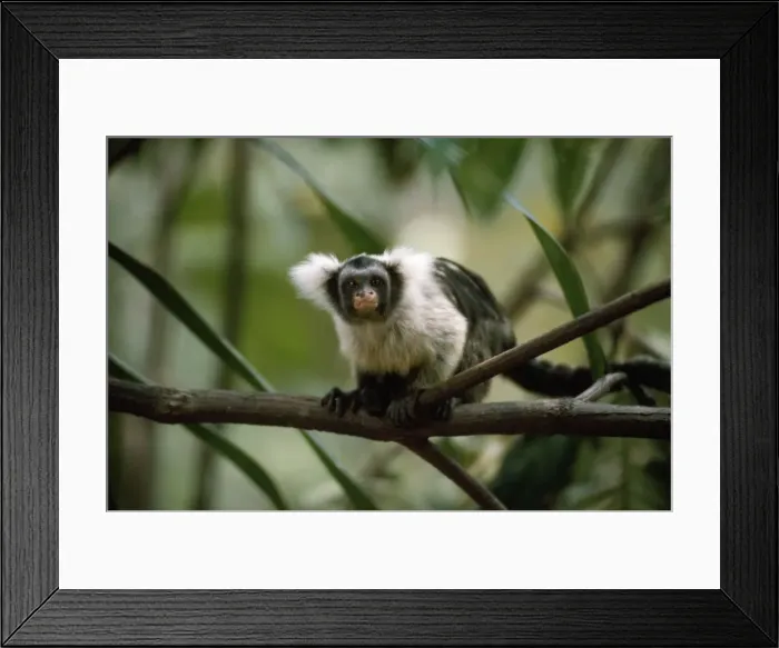 Framed Print : Black and White Tassel-ear Marmoset / Santarem Marmoset - sitting on branch - Amazonia - Brazil - South America Framed Print : Black and White Tassel-ear Marmoset / Santarem Marmoset - sitting on branch - Amazonia - Brazil - South America