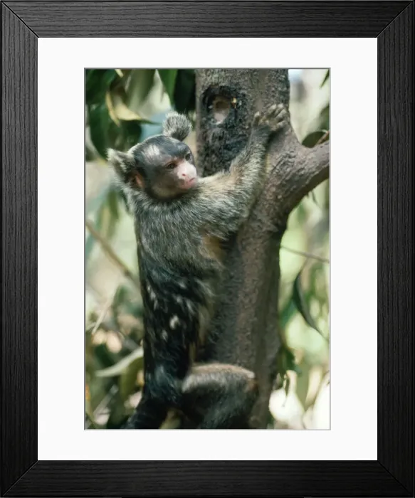 Framed Print : Maues Tassel Ear Marmoset - gouging tree trunk for gum in feeding tree - Amazonia, Brazil, South America Framed Print : Maues Tassel Ear Marmoset - gouging tree trunk for gum in feeding tree - Amazonia, Brazil, South America