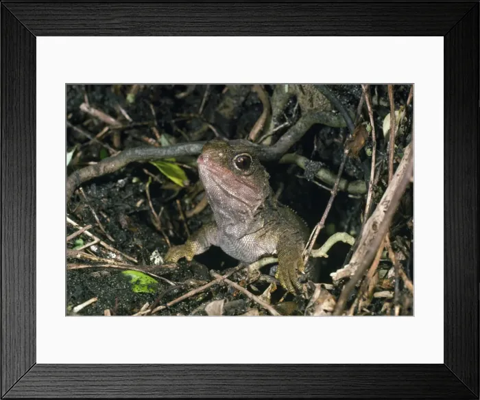 Framed Print : Tuatara - at burrow entrance Framed Print : Tuatara - at burrow entrance