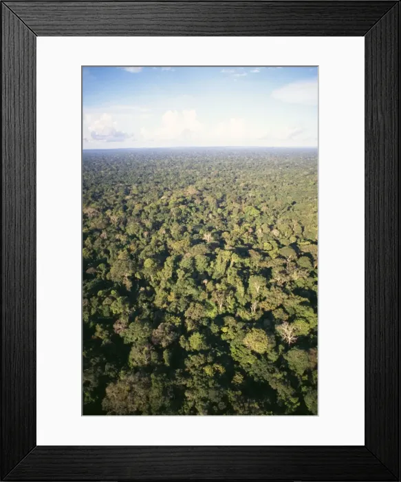 Framed Print : Rainforest - aerial view of Amazon canopy Amazonia, Brazil, South America Framed Print : Rainforest - aerial view of Amazon canopy Amazonia, Brazil, South America