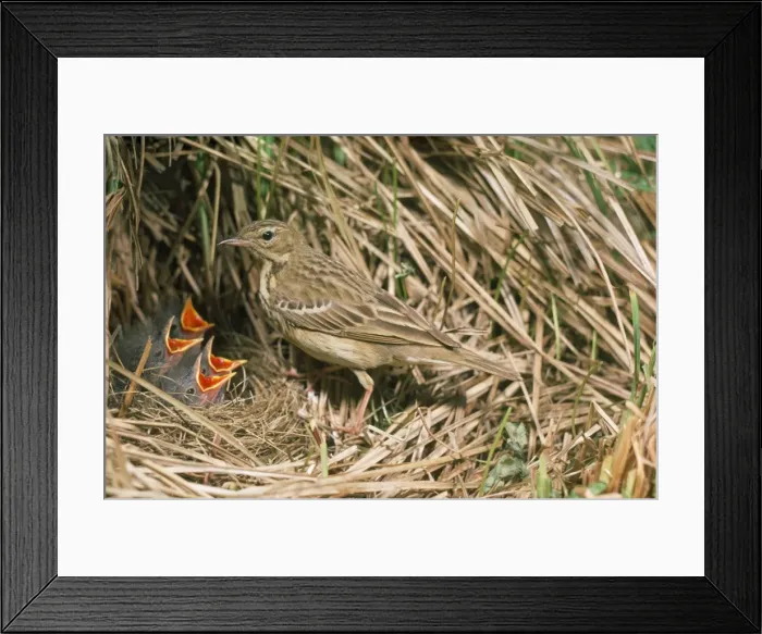 Framed Print : Tree Pipit - at nest with young Framed Print : Tree Pipit - at nest with young