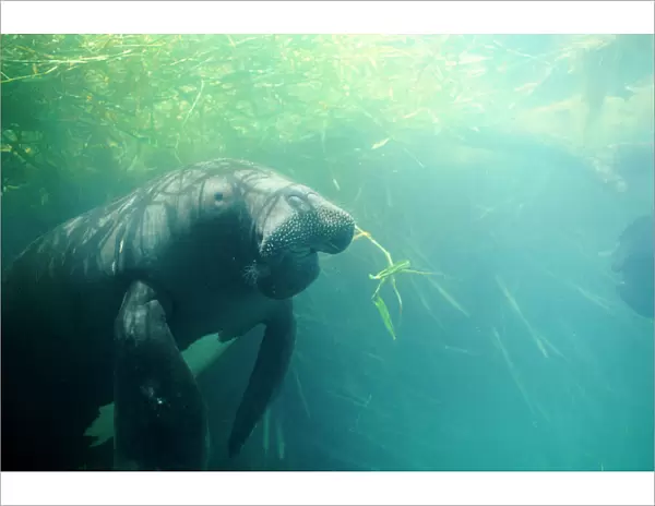 Amazonian Manatee - swimming beneath aquatic vegetation 