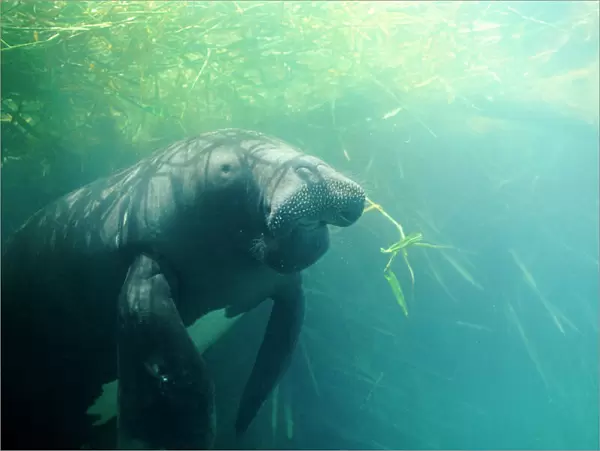 Amazonian Manatee - swimming beneath aquatic vegetation 