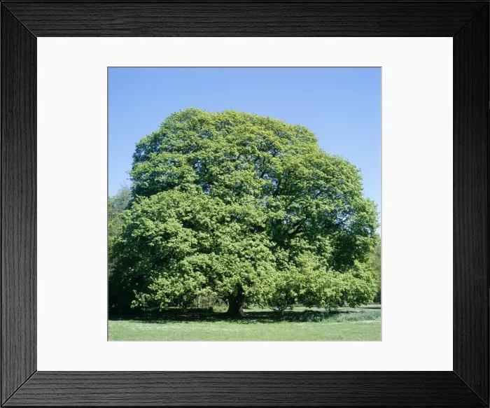 Framed Print : Sycamore Tree - spring, sequence 1 of 4 Framed Print : Sycamore Tree - spring, sequence 1 of 4