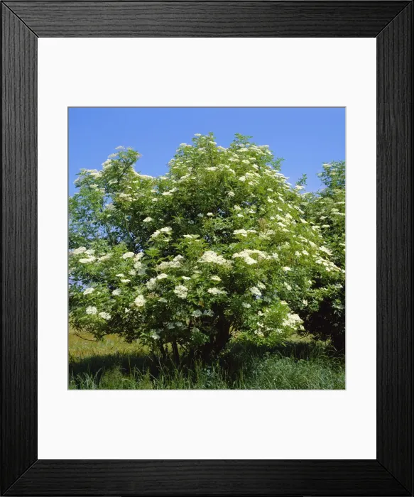 Framed Print : Black Elder Framed Print : Black Elder