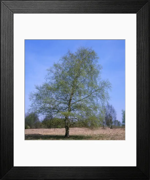 Framed Print : Pubescent Birch - April, with new laeves Framed Print : Pubescent Birch - April, with new laeves