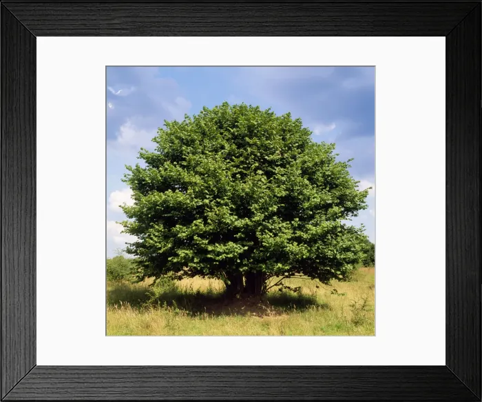 Framed Print : European Hazel Framed Print : European Hazel